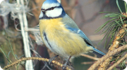 otthonmadar005.jpg