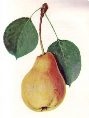 karman-korte_wilaghalorol.jpg